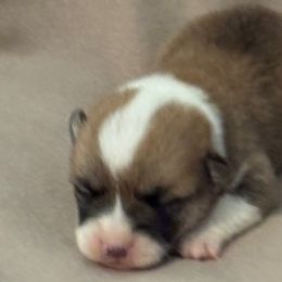 Boy 4 - Fawn male Pembroke Welsh Corgi puppy in Huntington Beach, California from Gingerbread