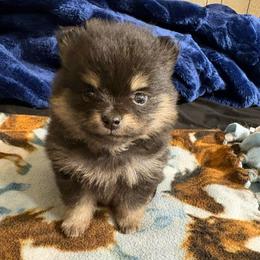 Cupcake - Black and tan parti female Pomeranian puppy in Denver, Colorado from Tiny Tornado Poms