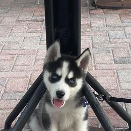 Siberian Husky Puppies from Milly's Showline Pets