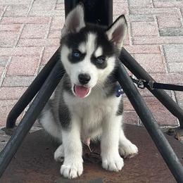 Siberian Husky Puppies from Milly's Showline Pets