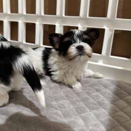 Biewer Terrier Puppies from Lozado’s Biewers