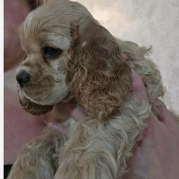Guava - Buff male Cocker Spaniel puppy in Port Washington, New York from Belive in Dreams Cockers