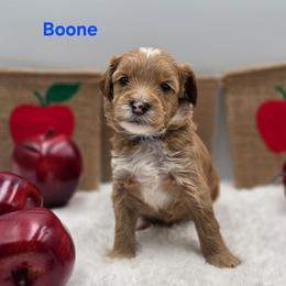 Boone - Apricot male Goldendoodle puppy in Summerville, South Carolina from Channys Doodles