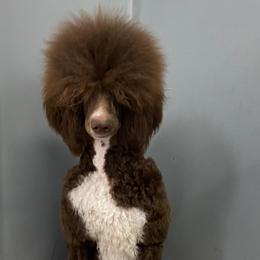 Poodles from Pet-Pals