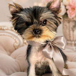 Nikolas - Blue and gold male Yorkshire Terrier puppy in San Diego, Temecula, Ontario, California from Yorkie & Maltese Royalty