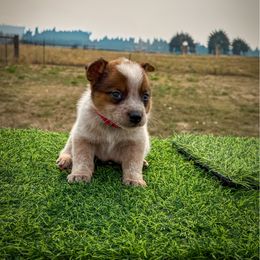 N-1 - Red speckled male Australian Cattle Dog puppy in Spokane, Washington from 4D Cattle Dogs