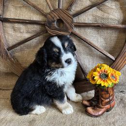 Briar - Black tri male Miniature American Shepherd puppy in Cowlitz County, Washington from Pleasant Woods Miniature American Shepherds