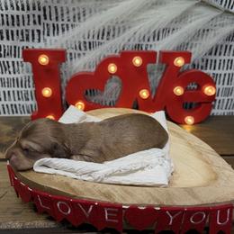 Boy 4 - Chocolate and cream male Dachshund puppy in Bald Knob, Arkansas from Victoria’s Dachshunds