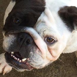 Genevieve - English Bulldog