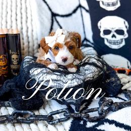 Potion - Red  female Goldendoodle puppy in Springville, Utah from Happy Doodle