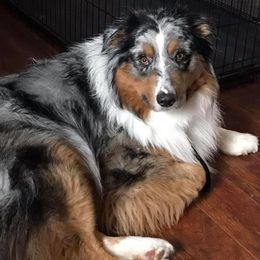 Australian Shepherd Puppies from Soggy Bottom Farms