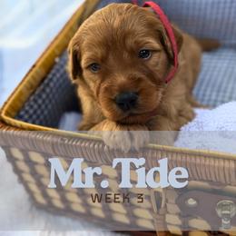 Mr. Tide - Red  male Goldendoodle puppy in Pensacola, Florida from Ruby Pupper Doodles