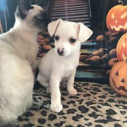 Frankie - Cream and white male Chihuahua puppy in Mesa, Arizona from Sun Valley Chihuahuas & Malinois
