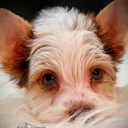 Chocolate Girl orange - Parti female Yorkshire Terrier puppy in Machesney Park, Illinois from Three Yorkie Family