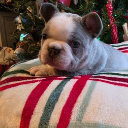 Olaf - Blue fawn male French Bulldog puppy in Columbia Falls, Montana from Glacier French Bulldogs of Montana