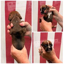Brindle Boy 1 - Brindle male Boxer puppy in Evington, Virginia from Buffalo Creek Boxers