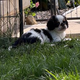Rabbit - Black white and tan male English Toy Spaniel puppy in Pennsylvania from Enchanting Charlies
