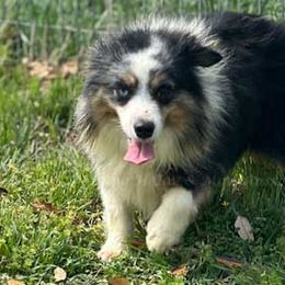 Trace - Miniature Australian Shepherd