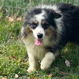 Trace - Miniature Australian Shepherd