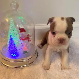 Molly AKC - Lilac female Boston Terrier puppy in Imperial, Missouri from Boston Kup Breeders