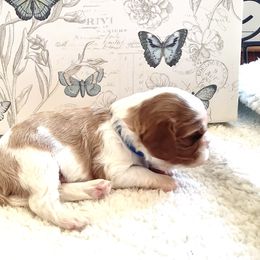 Cavalier King Charles Spaniel Puppies from Windgate Cavaliers