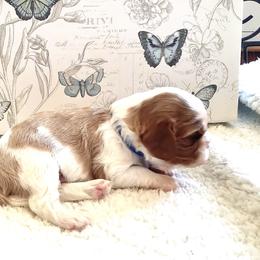 Cavalier King Charles Spaniel Puppies from Windgate Cavaliers