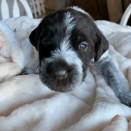Wirehaired Pointing Griffon Puppies from Happy Hollow Griffons