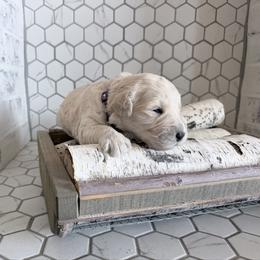 Erica - Cream female Goldendoodle puppy in Mount Pleasant, Utah from Betty's Goldendoodles