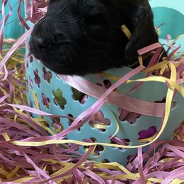 Goldendoodle Puppies from Goodyear golden doodles