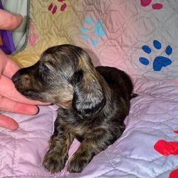 AKC Slinky - Dapple male Dachshund puppy in Knoxville, Tennessee from Thea's Puppies