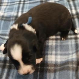 Boy 2 - Black tri-color male Australian Shepherd puppy in Charlotte, North Carolina from Tranquility Trail Aussies