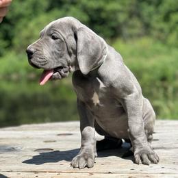 Bramble - Blue female Great Dane puppy in Beulah, Michigan from Northwood Euro Danes and Bassets