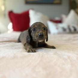 Maserati - Brindle male Dachshund puppy in Temecula, California from Naomi Magee's Dachshund Kennel