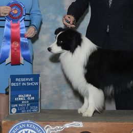 Border Collies from Milagros Kennels