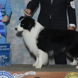 Border Collies from Milagros Kennels