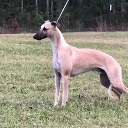 Mica - Whippet