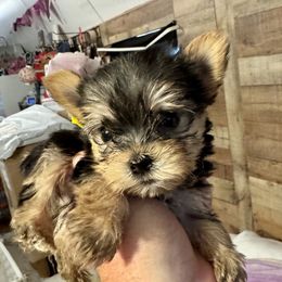 DG4 AKC YELLOW GIRL - Black and gold female Yorkshire Terrier puppy in Blythe, California from California AKC Maltese & Yorkies