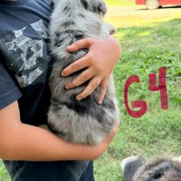Girl 4 - Blue merle female Border Collie puppy in Rural Retreat, Virginia from Hidden Acres Farm Corgis & Border Collies