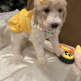 Ava - Parti female Poodle puppy in Mobile, Alabama from Semmy’s Standard Poodle LLC