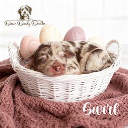 Swirl - Red merle female Aussiedoodle puppy in Roebuck, South Carolina from Dani's Dandy Doodles