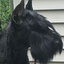Giant Schnauzer All Grown Up from Vom Mutter Haus