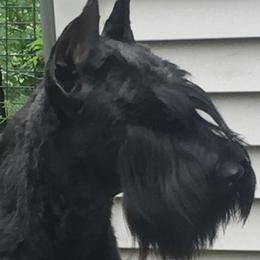 Giant Schnauzer All Grown Up from Vom Mutter Haus