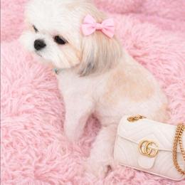 Bella - Shih Tzu
