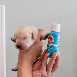 Boy 3 - Turquoise - Light golden male Golden Retriever puppy in Mc Minnville, Tennessee from Wishaw Whisky Golden Retrievers
