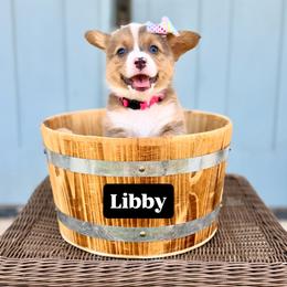 Liberty-Libby - Sable female Pembroke Welsh Corgi puppy in Norman, Oklahoma from Charm Farm Corgis