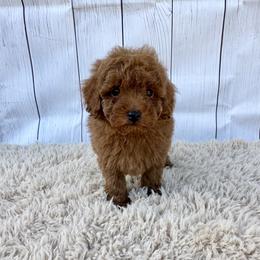 Lucky (AKC) - Red  male Poodle puppy in Riverside, California from Red Toy Poodle World