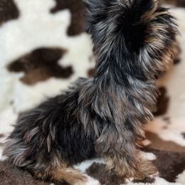 Chihuahuas, Poodles, and Yorkshire Terriers from Tiny collection kennels