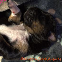Miniature Australian Shepherd puppies from Mutton Creek Aussies