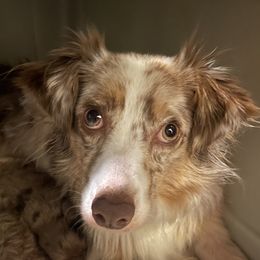Annabelle - Miniature Australian Shepherd