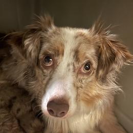 Annabelle - Miniature Australian Shepherd